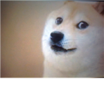 Dogeville Doges #DogeNation