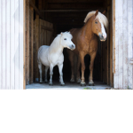British Horse Riding Academy