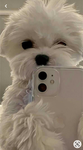 Die coolen Hunde und katzen