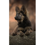 .+*|Doggos|*+.
