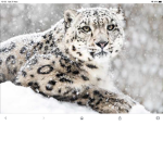 Leopard plays