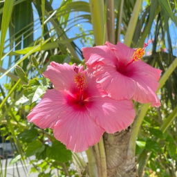 🥥