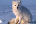 ~Snow Fox Squad~