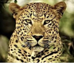 Gucci Jaguar’s Official Group
