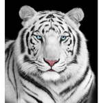 Tiger_Pride
