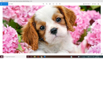 Puppy Blxssoms