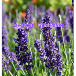 Lavender | Cafe Parlor