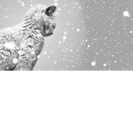 Winter Cats.
