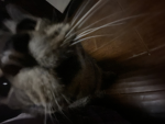 cats r pro