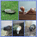 Snails and Guinea Pigs