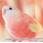 ~Peachy Parrots~