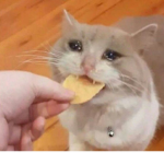 Meow Meow Chow