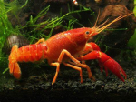 crayfishtown