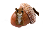 Silly squirrel squad