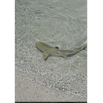 R.I.P sharky malarkey