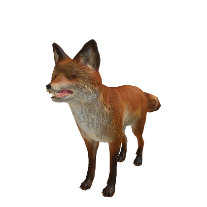 Wild Red Fox