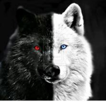 #dj wolfs