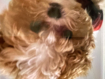 Cool dogs group and fun me