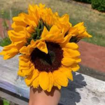 SUNNYXFLXWER