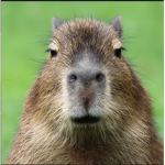 Capybara-1