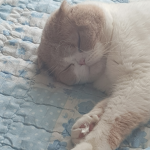 고양이 게임 그룹