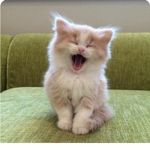 I’m pop cat