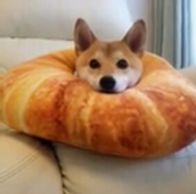 TDF: Doge Racing 