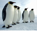 The Penguins for life
