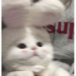 a̶n̶i̶m̶e̶ e̶l̶f̶s̶