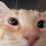 oinky a