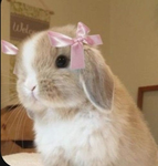 Bunny an hamster:3