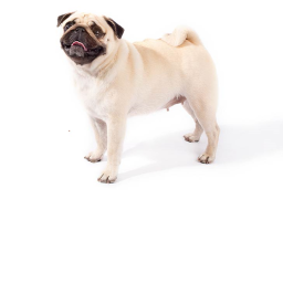 Pug Conquest