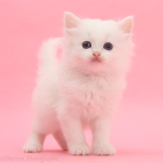 Peachy Pink Group