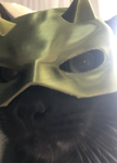 Jelly cat productions