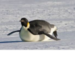 The NightPenguins