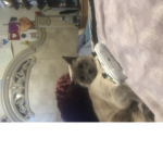 Cat baby1042