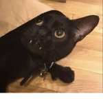 Black cats<3