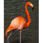 Flamingo LOVE CLUB