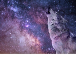 The Stary Night Pack