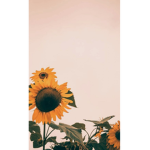 Sunflower's Fans Group