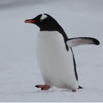 Gentoo