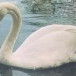 🦢