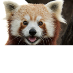 Red Panda Power Group :)