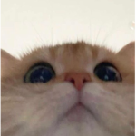 EL CATOSSSS