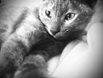 Le groupe de chat (chaton ) :))