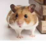 Hamster army!!! 12398