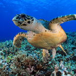 Turtles are pog