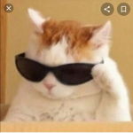Pro Gaming Cat Group
