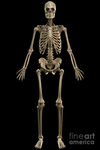 Skelly_bros866