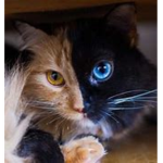 catgood